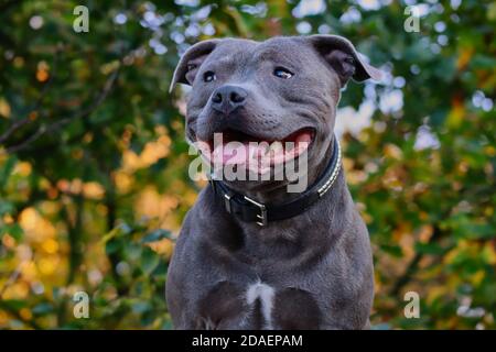 Nahaufnahme des Staffordshire Bull Terrier, der die Umgebung in der Natur beobachtet. Kopf Porträt von blauen Staffy mit natürlichen Hintergrund. Stockfoto