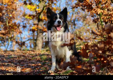 Bezaubernde Border Collie sitzt im Herbstwald mit Lächeln und offenem Mund während der Herbstsaison. Schwarzer und weißer Hund in der Natur während Sonnentag. Stockfoto