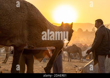 Der Besitzer mit seinem Kamel am frühen Morgen mit schönen Sonnenaufgang am pushkar Kamelfest. Stockfoto