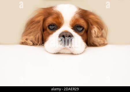 Lustiger Hundekavalier König charles spaniel schaut hoffentlich auf den leeren Platz für Text auf einem weißen Tisch. Nahaufnahme Stockfoto