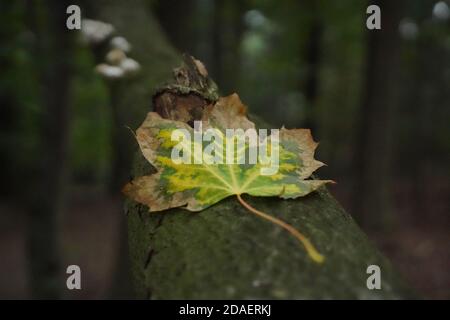 Ahornblatt liegt auf einem Baumstamm Stockfoto