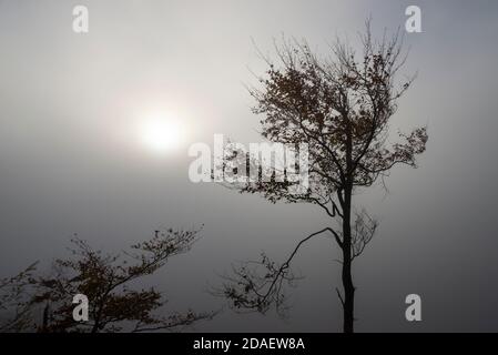 Im Herbst taucht die Sonne im Nebel hinter einer silhouettierten Buche auf. Stockfoto