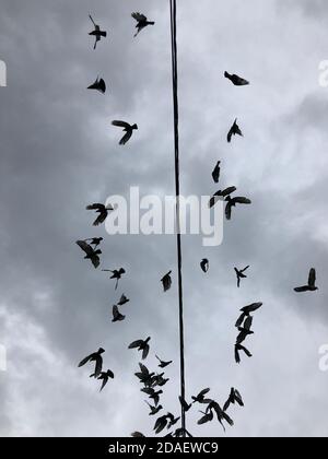 Tauben, Vogel, der aus einem schwarzen Draht vor einem grauen, wolkigen Hintergrund emporragt. Fliegende Vögel. Stockfoto