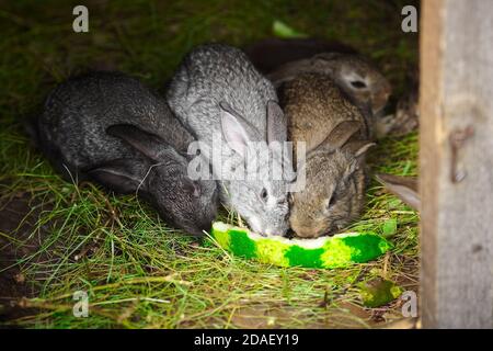 Drei kleine Hasen knabbern auf einer Wassermelonenschale. Kaninchenzucht Stockfoto