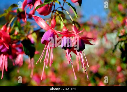 Blühende Fuchsia genii blüht in einem englischen Garten, norfolk, england Stockfoto