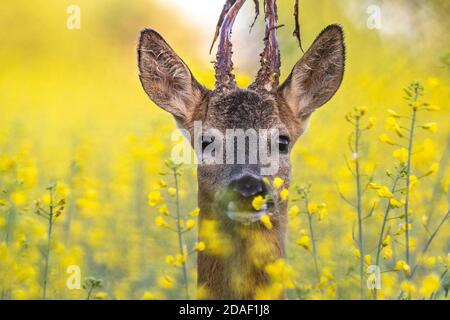 Rogenbock in Rapsblüten Stockfoto