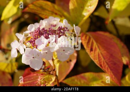 Strahlender Herbstsonne auf weißen Kletterhortenblüten mit roten und hellgrünen Blättern. Stockfoto