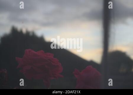 Rosen vor einem Fenster, verschwommen durch den durchsichtigen Vorhang Stockfoto
