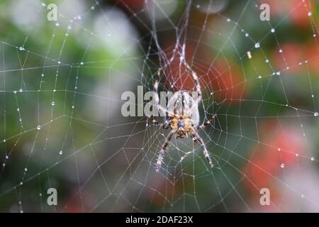 Garden Spider wartet in Droplet-Covered Web Stockfoto