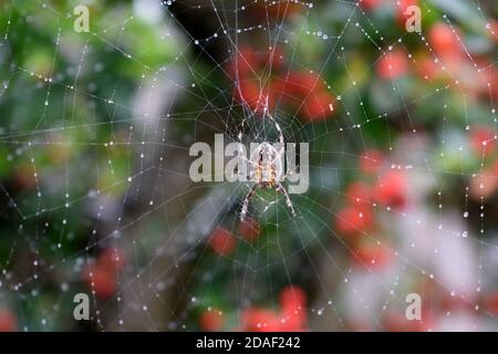 Garden Spider wartet in Droplet-Covered Web Stockfoto