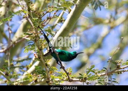 Malachit Sunbird (Nectarinia famosa) Zucht Männchen zeigt aka Yellow Tufted Malachit Sunbird, Yellow Tufted Long Tailed Emerald Sunbird, Grün Stockfoto