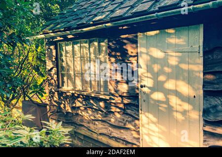 Gartenschuppen mit Abendlicht durch Heckenbeleuchtung wany Rand Eiche Boarding und Fenster. Stockfoto