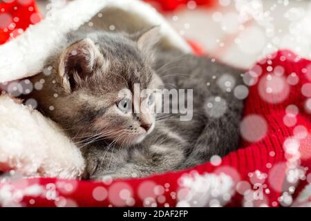 Portrait niedlichen tabby Kätzchen in weihnachtsmütze mit verwischen Schnee Lichter. Weihnachtsmann Hut auf hübsche Baby Katze. Weihnachtskatze schlafen liegt in roten Korb. Zu Hause Stockfoto
