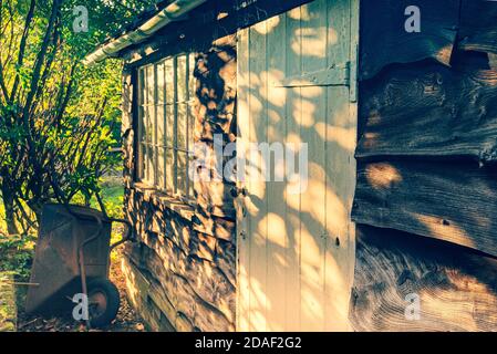 Gartenschuppen mit Abendlicht durch Heckenbeleuchtung wany Rand Eiche Boarding und Fenster. Stockfoto