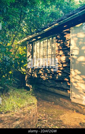 Gartenschuppen mit Abendlicht durch Heckenbeleuchtung wany Rand Eiche Boarding und Fenster. Stockfoto