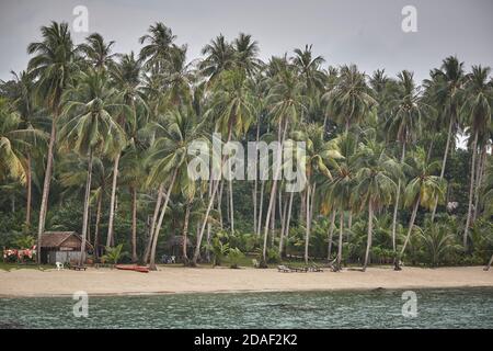 Koh Kood, Thailand, Februar 2009. Kokospalmenhain neben dem Strand der Insel. Stockfoto