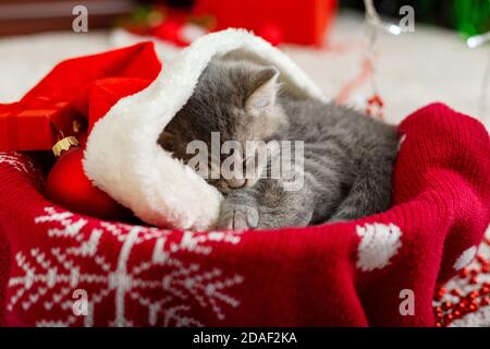 Portrait niedlich tabby Kätzchen mit weihnachtsmütze Bälle Geschenk Xmas Dekor. Weihnachtsmann Hut auf hübsche Baby Katze. Weihnachtskatze schlafen liegt in roten Korb Stockfoto