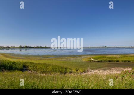 Geographie / Reisen, Deutschland, Mecklenburg-Vorpommern, Insel Poel, Schilfgürtel in Faehrdorf an der Breie, Additional-Rights-Clearance-Info-not-available Stockfoto