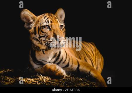 Bengaltiger auf schwarzem Hintergrund Stockfoto