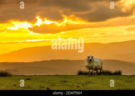 Welsh Mountain Schafe bei sunsetWelsh Stockfoto