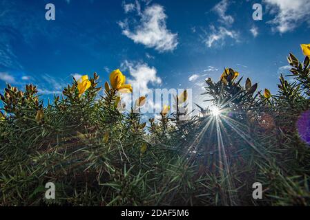 Nahaufnahme eines Ginsterbusches, Chipping, Preston, Lancashire, Großbritannien Stockfoto