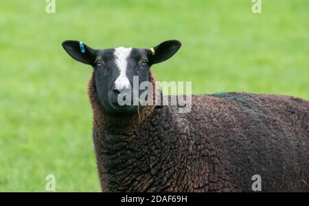 Nahaufnahme eines Zwartbles ewe in a field, Marhaw, Lancaster, Lancashire, Großbritannien Stockfoto