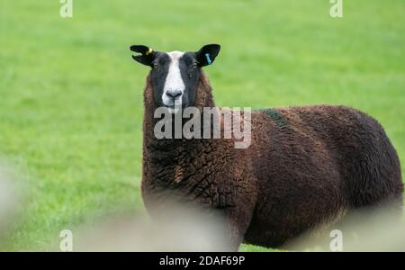 Nahaufnahme eines Zwartbles ewe in a field, Marhaw, Lancaster, Lancashire, Großbritannien Stockfoto