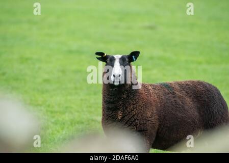 Nahaufnahme eines Zwartbles ewe in a field, Marhaw, Lancaster, Lancashire, Großbritannien Stockfoto