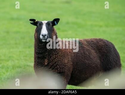 Nahaufnahme eines Zwartbles ewe in a field, Marhaw, Lancaster, Lancashire, Großbritannien Stockfoto