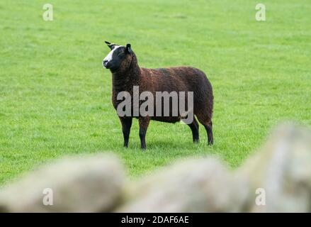 Ein Zwartbles ewe in a field, Marhaw, Lancaster, Lancashire, Großbritannien Stockfoto