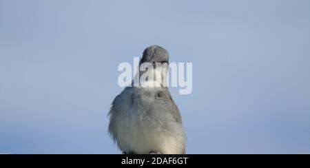 Grauer Königsvogel / grauer Königsvogel Tyrannus dominicensis, Antigua Stockfoto