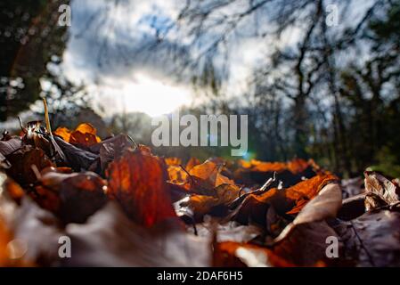 Herbstblätter liegen auf dem Boden in einem Garten, Chipping, Preston, Lancashire, UK Stockfoto