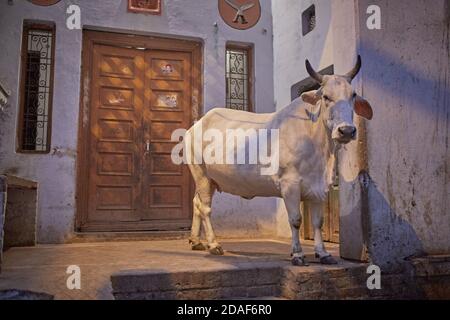 Varanasi, Indien, Dezember 2015. Eine heilige Kuh auf einer Stadtstraße. Stockfoto