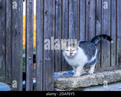 Weiß-graue Katze, die auf einer Kante in der Nähe des Holzzauns steht. Die Färbung auf dem Kopf vermittelt den Eindruck eines extrem traurigen Gesichts. Stockfoto