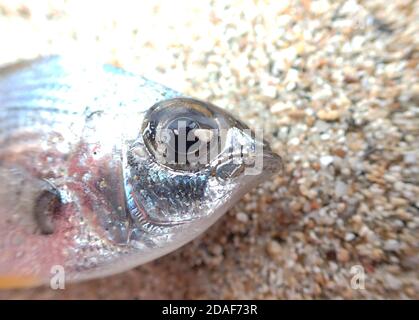 Kleine tote Fische am Sandstrand, Makrofischauge Stockfoto