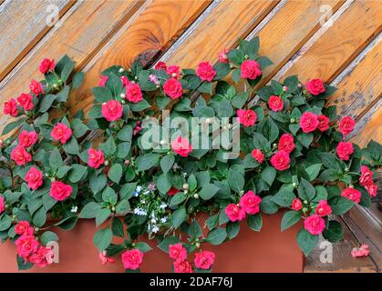 Rote Terry Balsam Blumen im Topf im Garten in der Nähe von Holzwand. Impatiens balsamina, auch bekannt als geschäftige Lizzie, Sultana oder Impatiens walleriana. Floricul Stockfoto