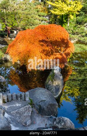 Ein Teich und japanischer Ahornbaum im Herbst. Aufgenommen in Seatac, Washington. Stockfoto