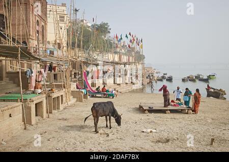 Varanasi, Indien, Dezember 2015. Ein Strand in einem Ganges Fluss Ghat mit Menschen und einer heiligen Kuh. Stockfoto