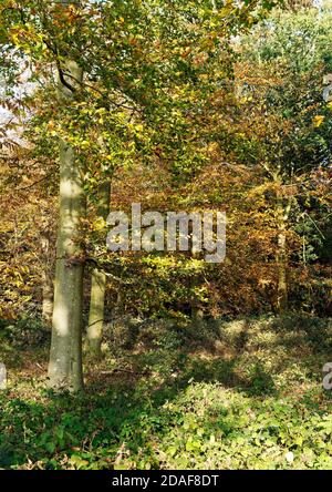 Das goldene Leuchten der Blätter der Buchen an einem hellen frühen Novembertag zeigen die Schönheit des Herbstes in Nord-Norfolk. Stockfoto