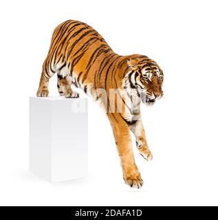 Tiger, der eine weiße Schachtel herunterkommt, isoliert auf Weiß Stockfoto