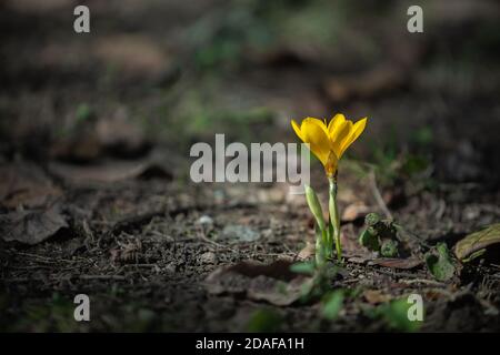 Gelbe Krokus blüht im Spätherbst in Bulgarien Stockfoto