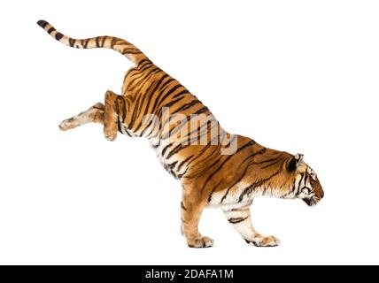 Tiger, der eine weiße Schachtel herunterkommt, isoliert auf Weiß Stockfoto