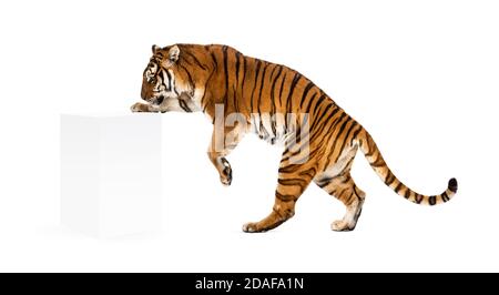 Tiger, der eine weiße Schachtel aufsteht, isoliert auf Weiß Stockfoto