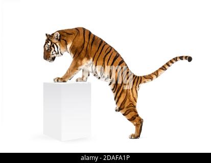 Tiger, der eine weiße Schachtel aufsteht, isoliert auf Weiß Stockfoto