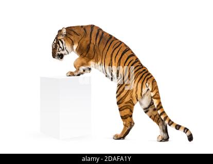 Tiger, der eine weiße Schachtel aufsteht, isoliert auf Weiß Stockfoto