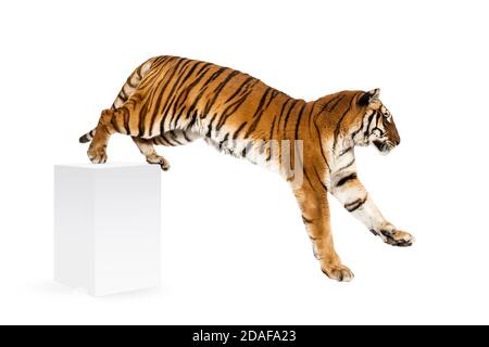 Tiger, der eine weiße Schachtel herunterkommt, isoliert auf Weiß Stockfoto