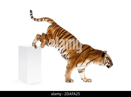 Tiger, der eine weiße Schachtel herunterkommt, isoliert auf Weiß Stockfoto