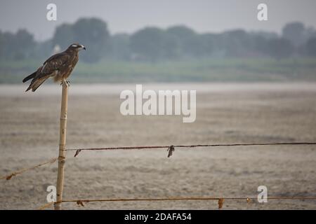 Varanasi, Indien, Dezember 2015. Ein Adler, der auf einem Zaun thront. Stockfoto