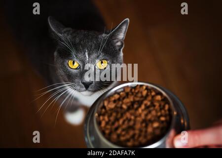 Ein Mann gibt einer hungrigen grauen Katze mit gelben Augen eine mit Futter gefüllte Metallschale, und die Katze ist überrascht und nicht besonders glücklich mit dem Futter, das sie hat Stockfoto