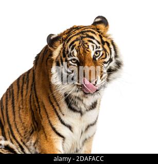 Nahaufnahme eines Tigers, der sich selbst leckt und hungrig aussieht Stockfoto